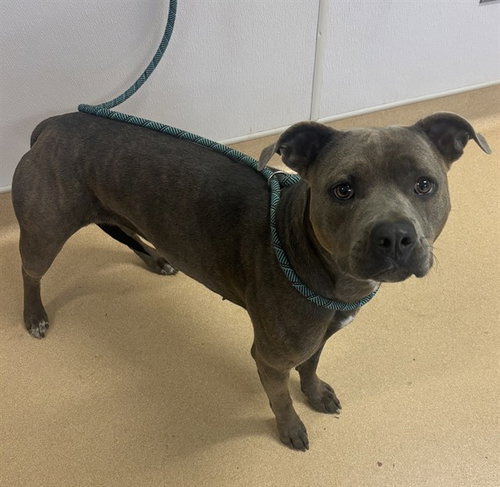 VELVET, an adoptable Pit Bull Terrier in Placerville, CA