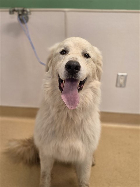 SUMMER, an adoptable Great Pyrenees in Placerville, CA