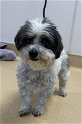BABY, an adoptable Shih Tzu in Placerville, CA