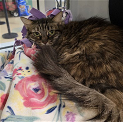 TAFFY, an adoptable Domestic Long Hair in Placerville, CA