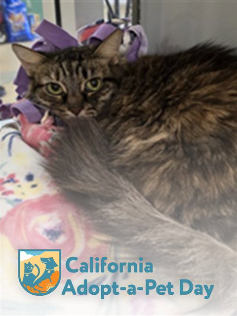 TAFFY, Adult Domestic Long Hair (medium coat), cat for adoption in Roseville, California