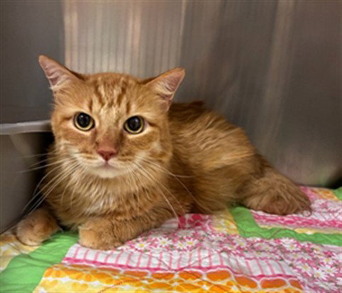 LEGO, an adoptable Domestic Long Hair in Placerville, CA