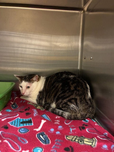 PUDDY, an adoptable Domestic Short Hair in Placerville, CA