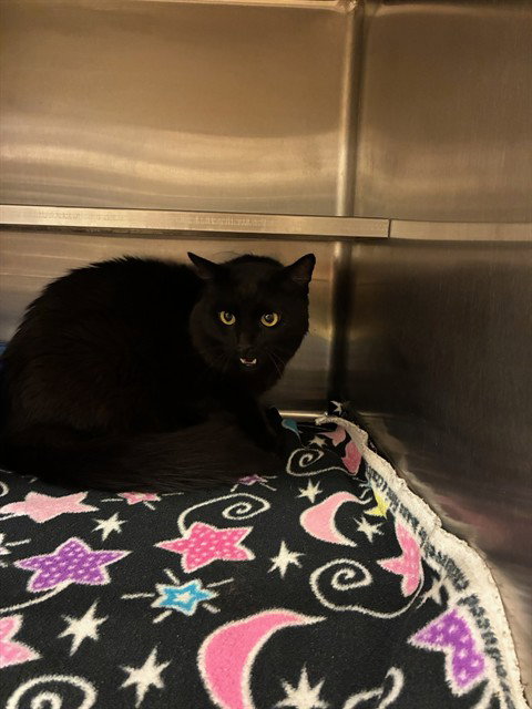 PINOCCHI, an adoptable Domestic Long Hair in Placerville, CA