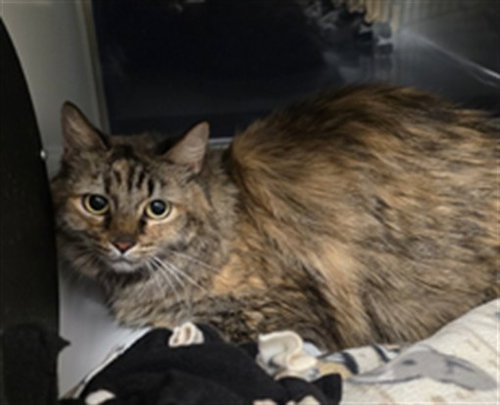MABEL, an adoptable Domestic Long Hair in Placerville, CA