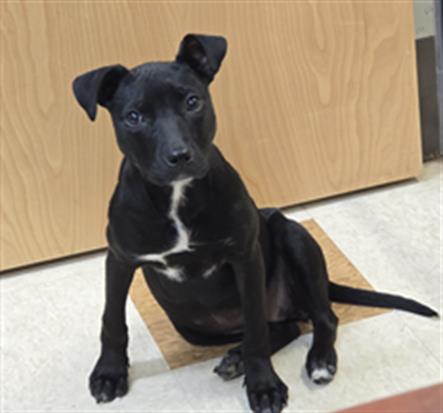 LOTUS, an adoptable Labrador Retriever in Placerville, CA