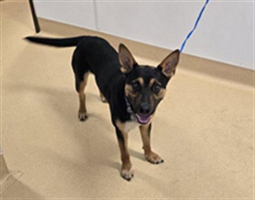 TUCKER, an adoptable German Shepherd Dog in Placerville, CA
