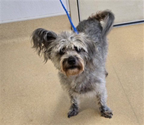 DINKERS, an adoptable Miniature Schnauzer in Placerville, CA
