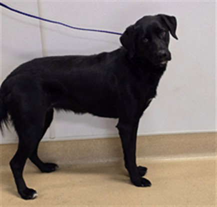 ANNIE, an adoptable Labrador Retriever in Placerville, CA