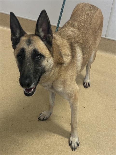 IZZY, an adoptable Belgian Shepherd Malinois in Placerville, CA