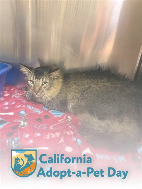 CHARLIE, Adult Domestic Medium Hair (medium coat), cat for adoption in Roseville, California