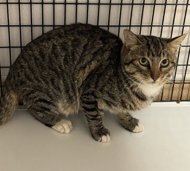 TNR-BRUCE Image