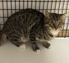 TNR-BRUCE - Photo 1