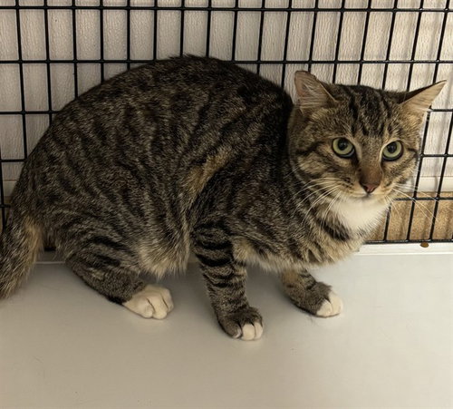 TNR-BRUCE, Young Domestic Short Hair (medium coat), cat for adoption in Lincoln, California