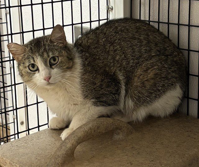 TNR-SPICE Image