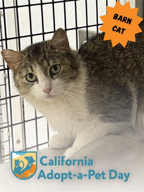 TNR-SPICE, Young Domestic Short Hair (medium coat), cat for adoption in Roseville, California