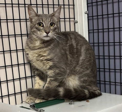 TNR