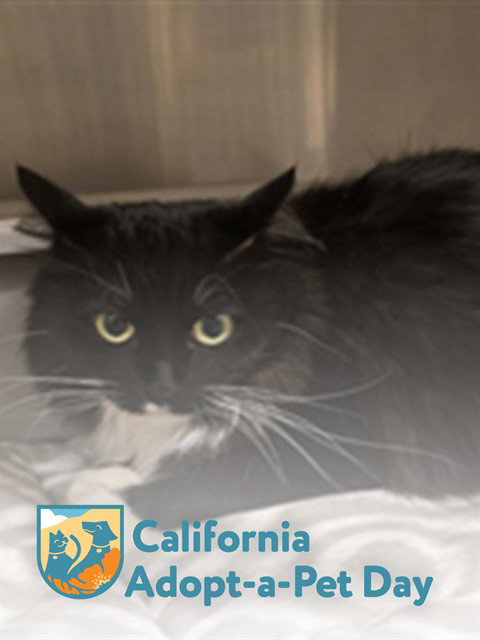 JACKIE, Adult Domestic Medium Hair (medium coat), cat for adoption in Roseville, California