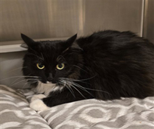 JACKIE, Adult Domestic Medium Hair (medium coat), cat for adoption in Lodi, California