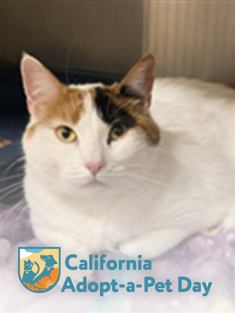 PAULA, Adult Domestic Short Hair (medium coat), cat for adoption in Roseville, California