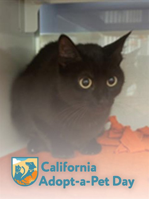 KITTY, Adult Domestic Short Hair (medium coat), cat for adoption in Roseville, California