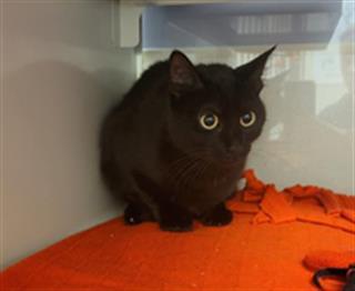 KITTY, Adult Domestic Short Hair (medium coat), cat for adoption in Lincoln, California