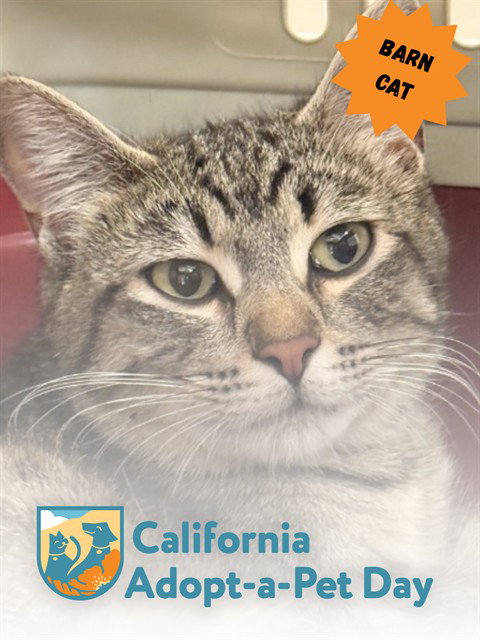 TNR-TRUDY, Young Domestic Short Hair (medium coat), cat for adoption in Roseville, California