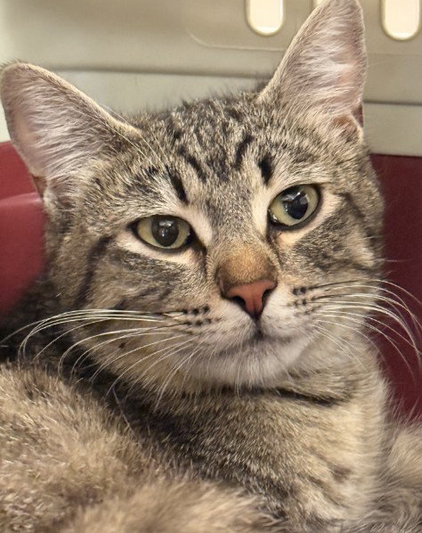 TNR-TRUDY