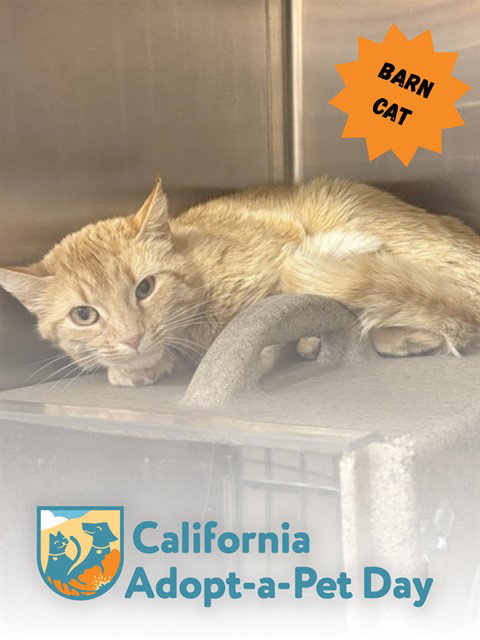TNR-LAINEY, Young Domestic Short Hair (medium coat), cat for adoption in Roseville, California