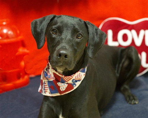 FRIGG, an adoptable Catahoula Leopard Dog in Placerville, CA