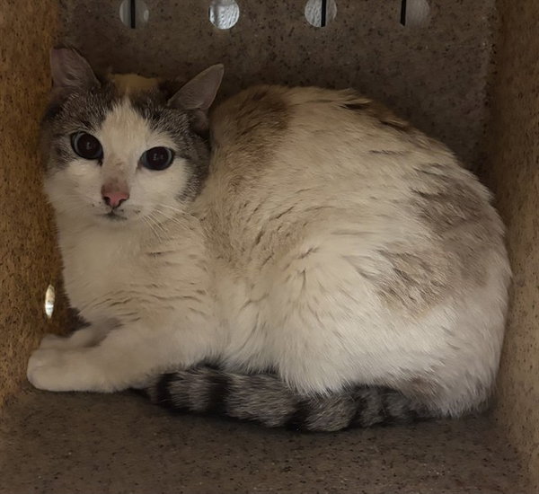 TNR