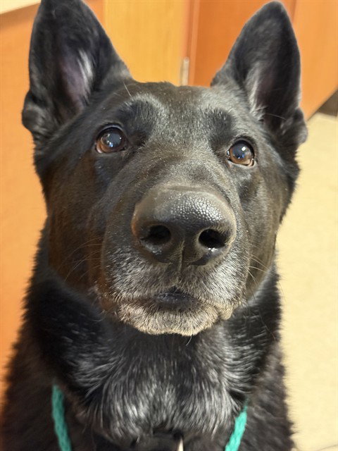 BO