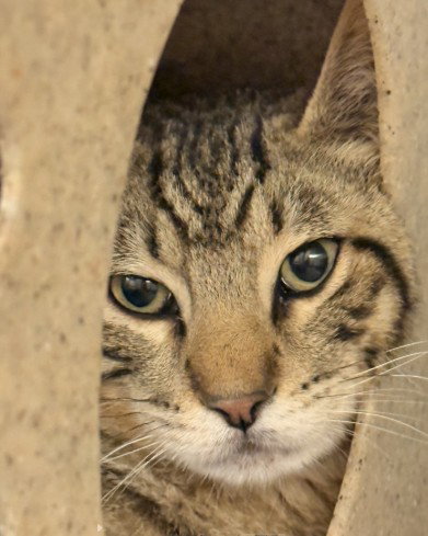 TNR-CASSIDY