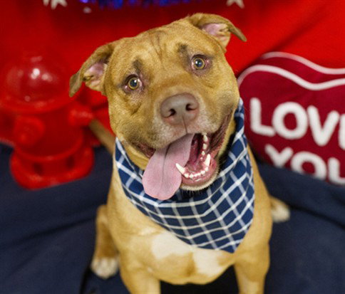 MOONEY, an adoptable Pit Bull Terrier in Placerville, CA
