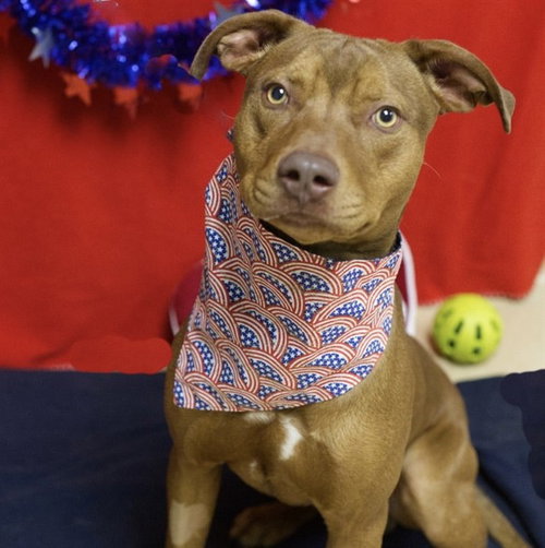 TEX, an adoptable Pit Bull Terrier in Placerville, CA