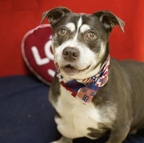 BRUCE, an adoptable American Pit Bull Terrier in Placerville, CA