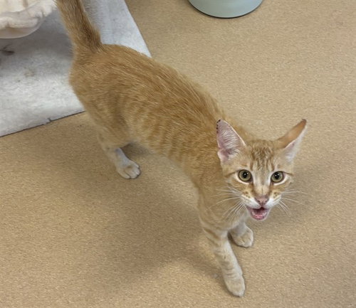AMOS, Young Domestic Short Hair (medium coat), cat for adoption in Lincoln, California