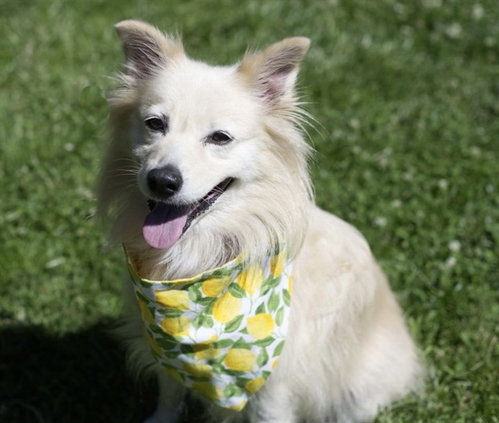 DAISY, an adoptable American Eskimo Dog in Placerville, CA