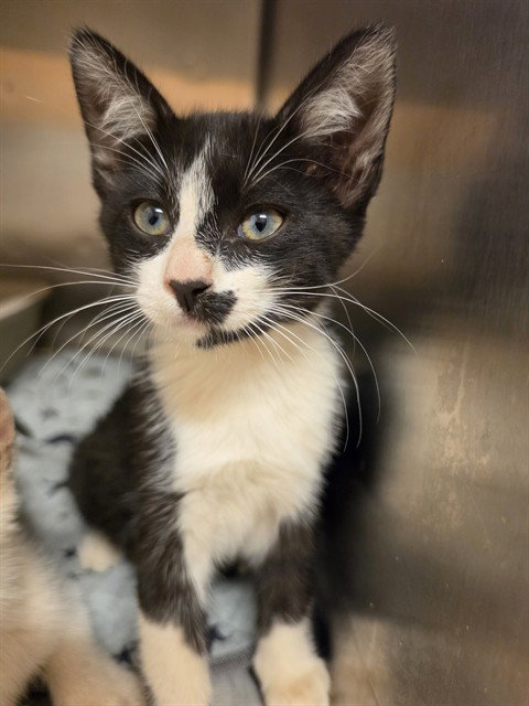 LUCY, an adoptable Domestic Short Hair in Placerville, CA