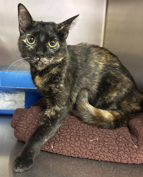 JOY, an adoptable Domestic Short Hair in Placerville, CA