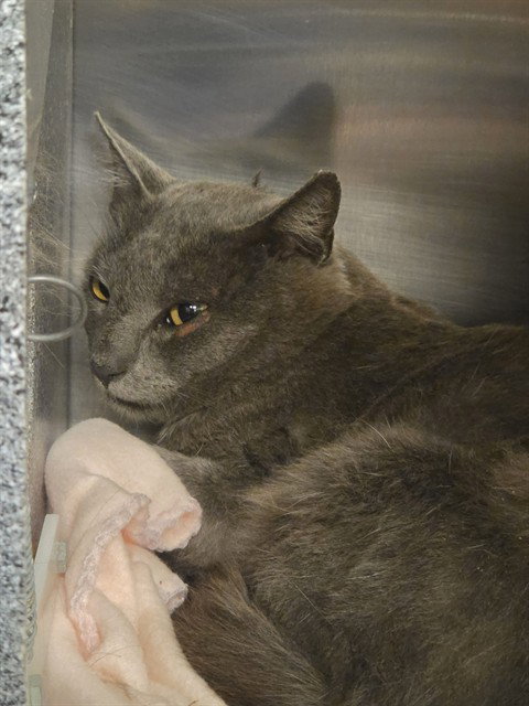 TNR-GRADY, an adoptable Domestic Short Hair in Placerville, CA