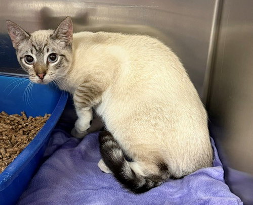 COOKIE, an adoptable Domestic Short Hair in Placerville, CA