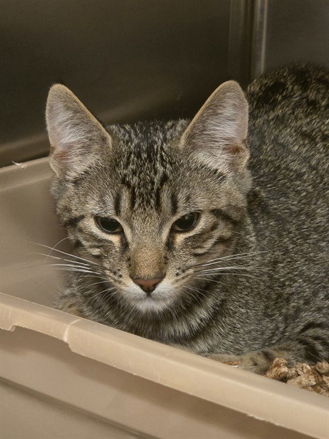 JOPLIN, an adoptable Domestic Short Hair in Placerville, CA
