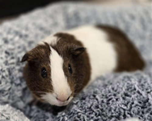 Spike