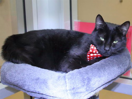 MONK, an adoptable Domestic Short Hair in Placerville, CA