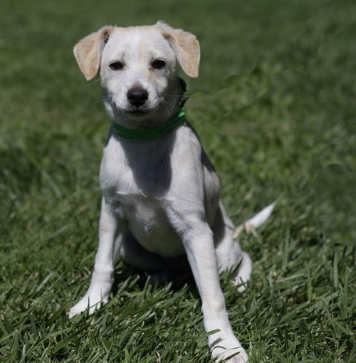 LEMONADE, an adoptable Terrier in Placerville, CA