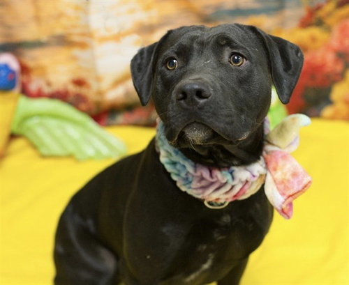 ROSE, an adoptable Pit Bull Terrier in Placerville, CA