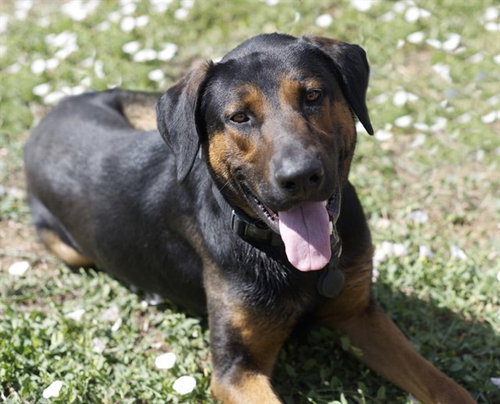 BRONCO, an adoptable Great Dane in Placerville, CA