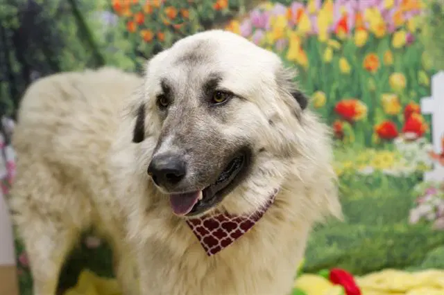 Prince - Anatolian Shepherd