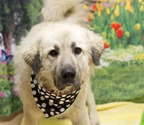 Teddy - Anatolian Shepherd